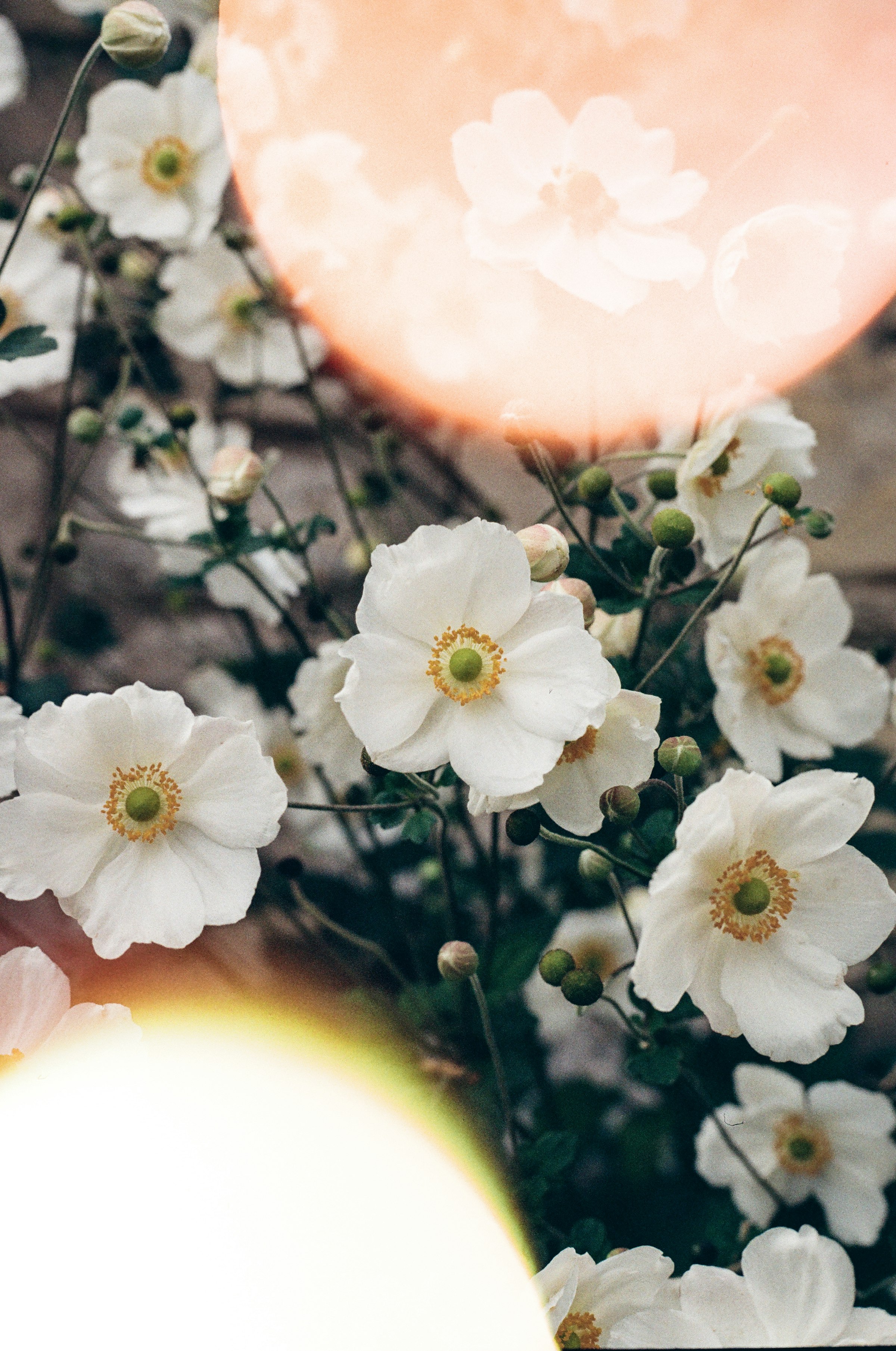 White garden flowers in soft light