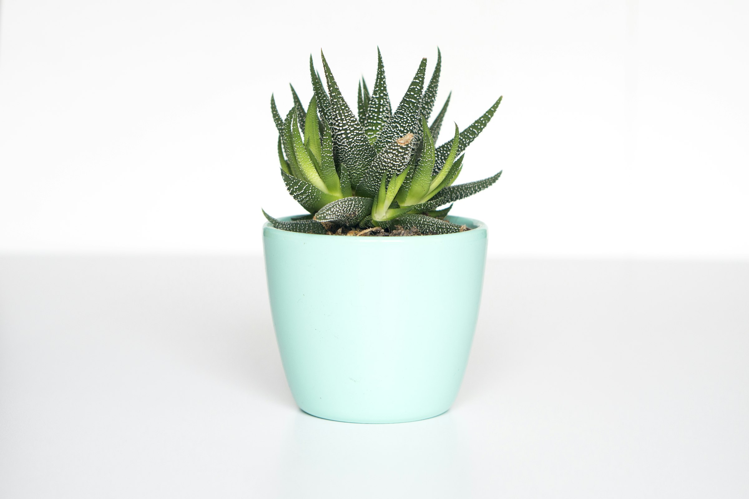 A simple planter on a pale surface