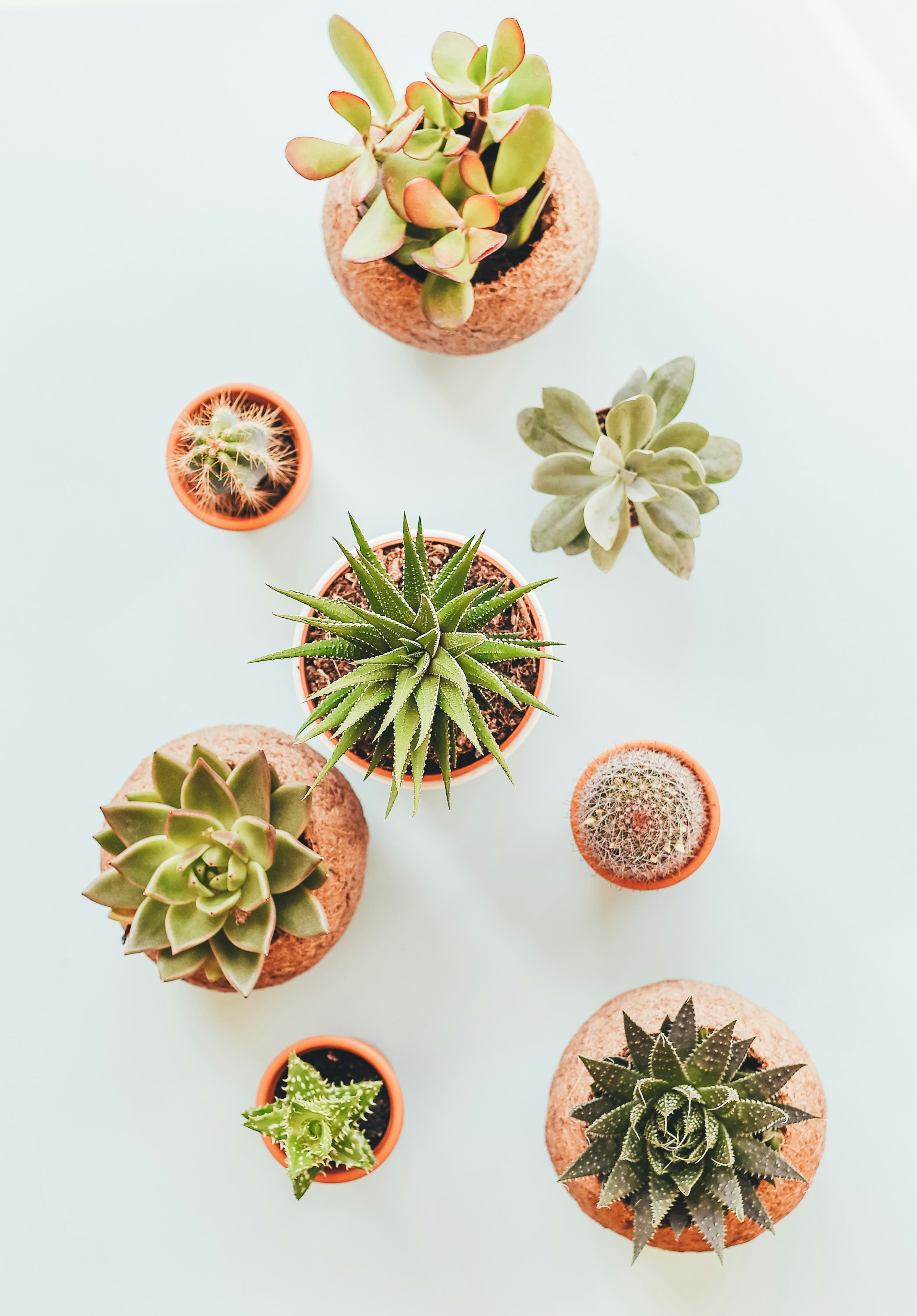 Small potted plants arranged together
