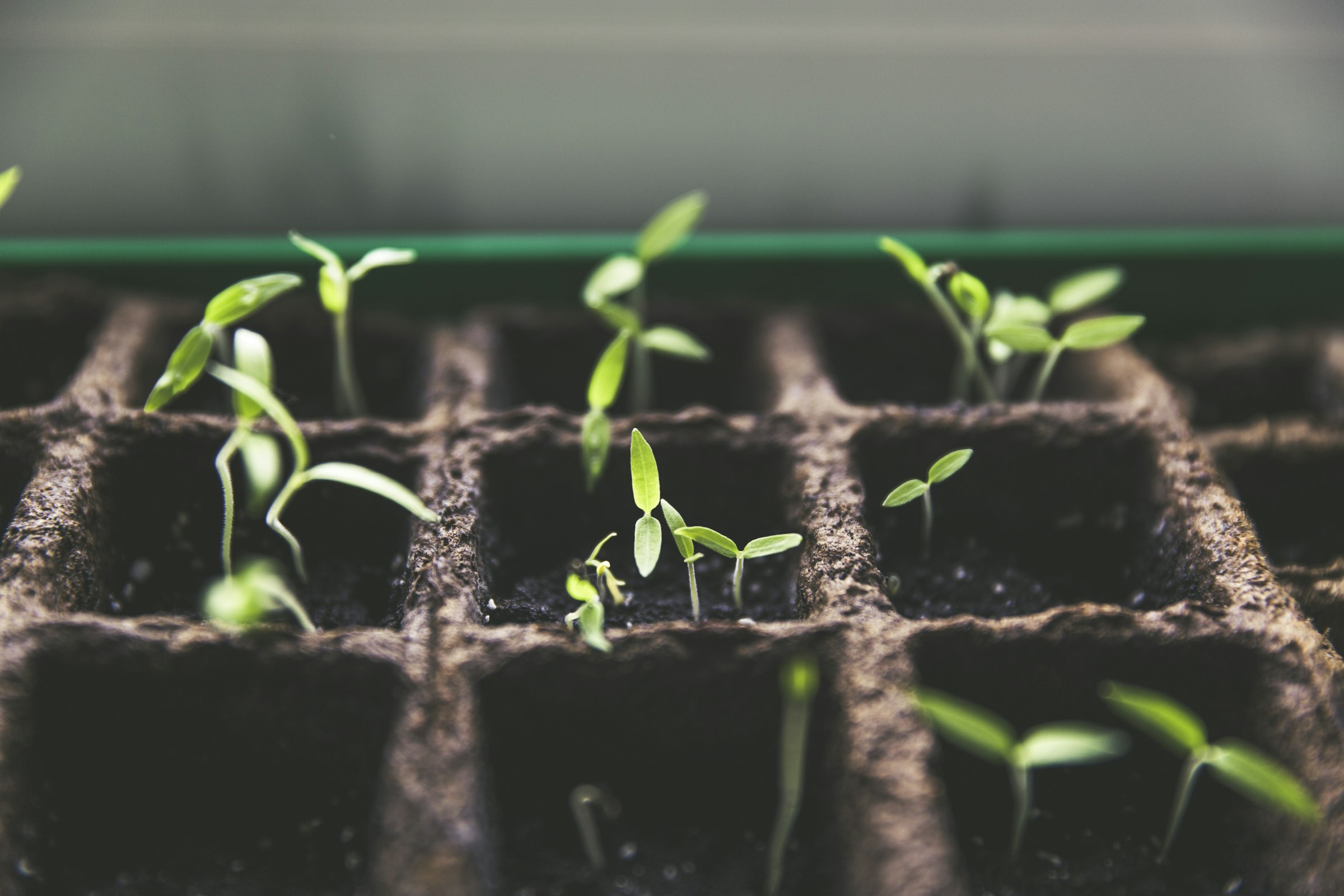 Young seedlings in trays