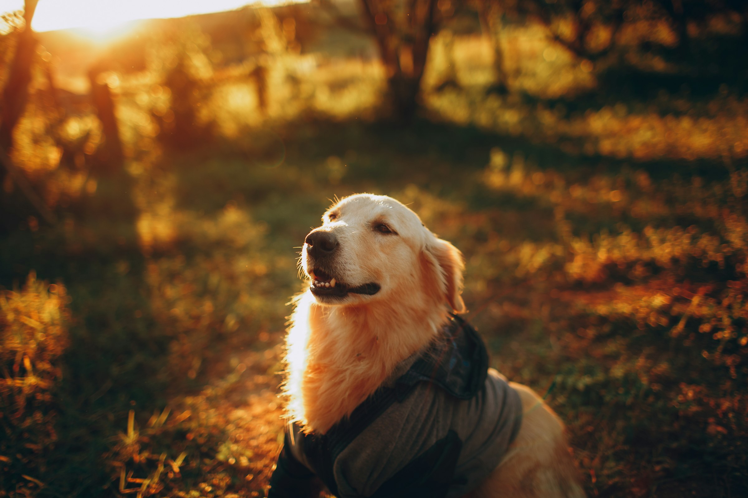 A dog in a garden at golden hour